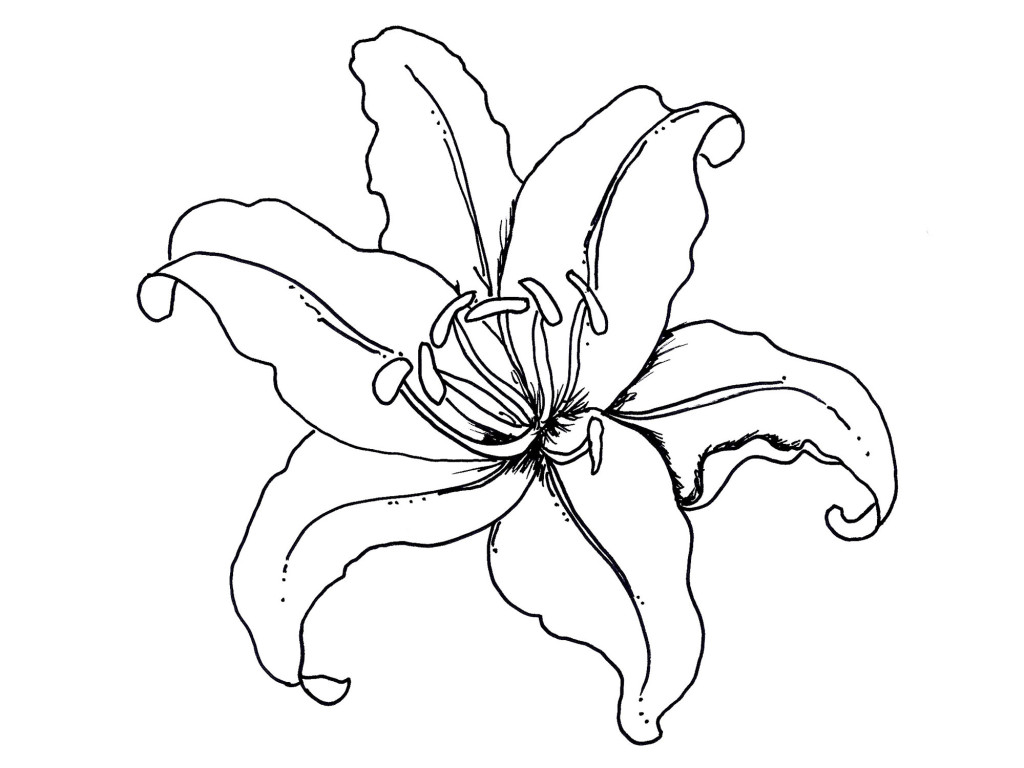 How to Draw an Orchid : Step by Step for Beginners - JeyRam Drawing  Tutorials