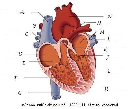 unlabeled heart model