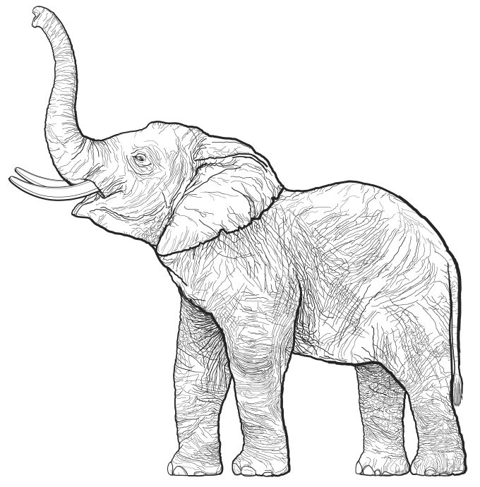 Free Elephant Drawing, Download Free Elephant Drawing png images, Free ...