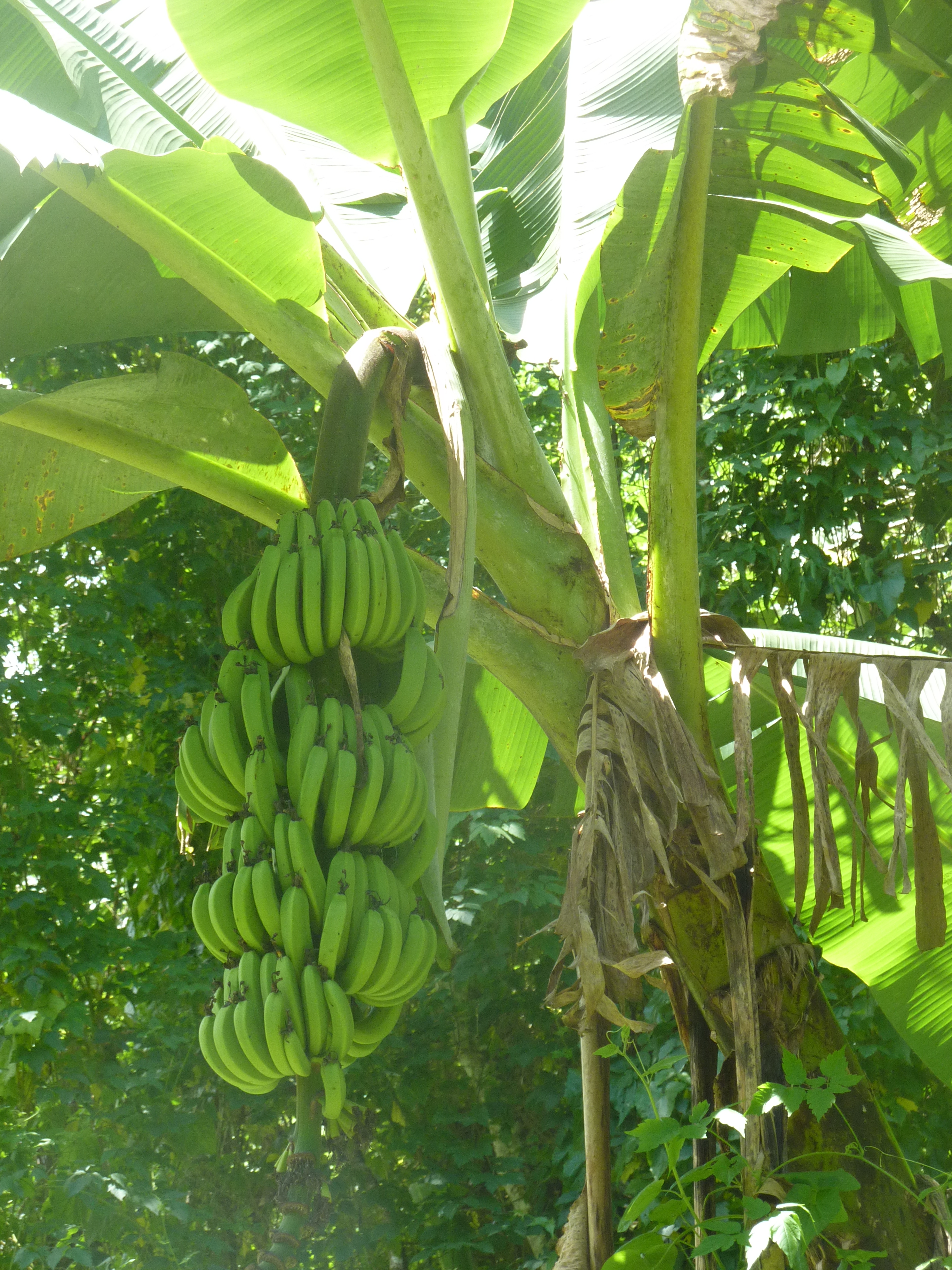 banana trees in the tropical rainforest