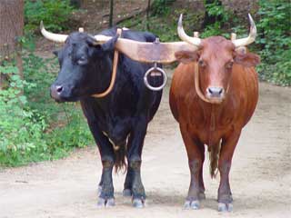 define yoke of oxen clipart