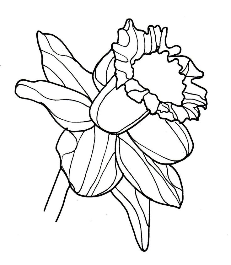 line drawing - flowers - daffodil | Clip Art | Clipart library