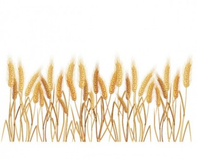Yellow grain wheat vector Vector | Free Download