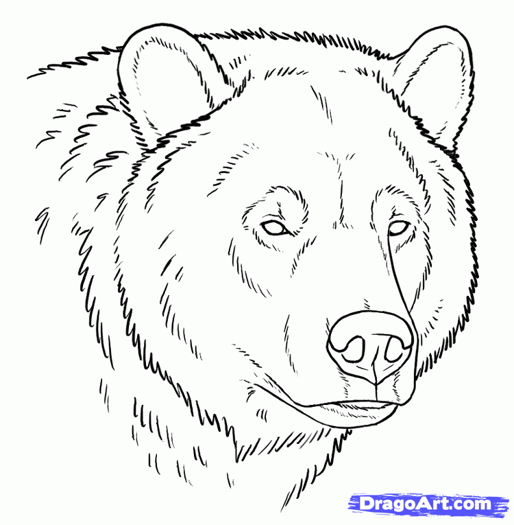 Bear icon in doodle sketch lines. Finance, speculation, trend Stock Vector  Image & Art - Alamy