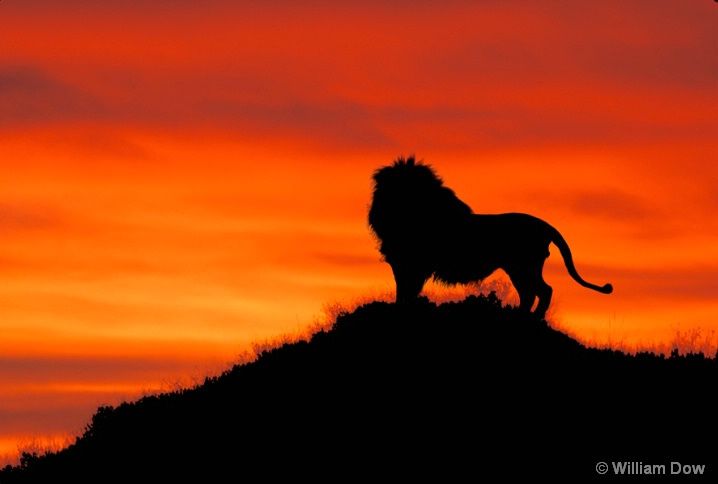 Lions on Clipart library | Lion, Roaring Lion and Lion Silhouette