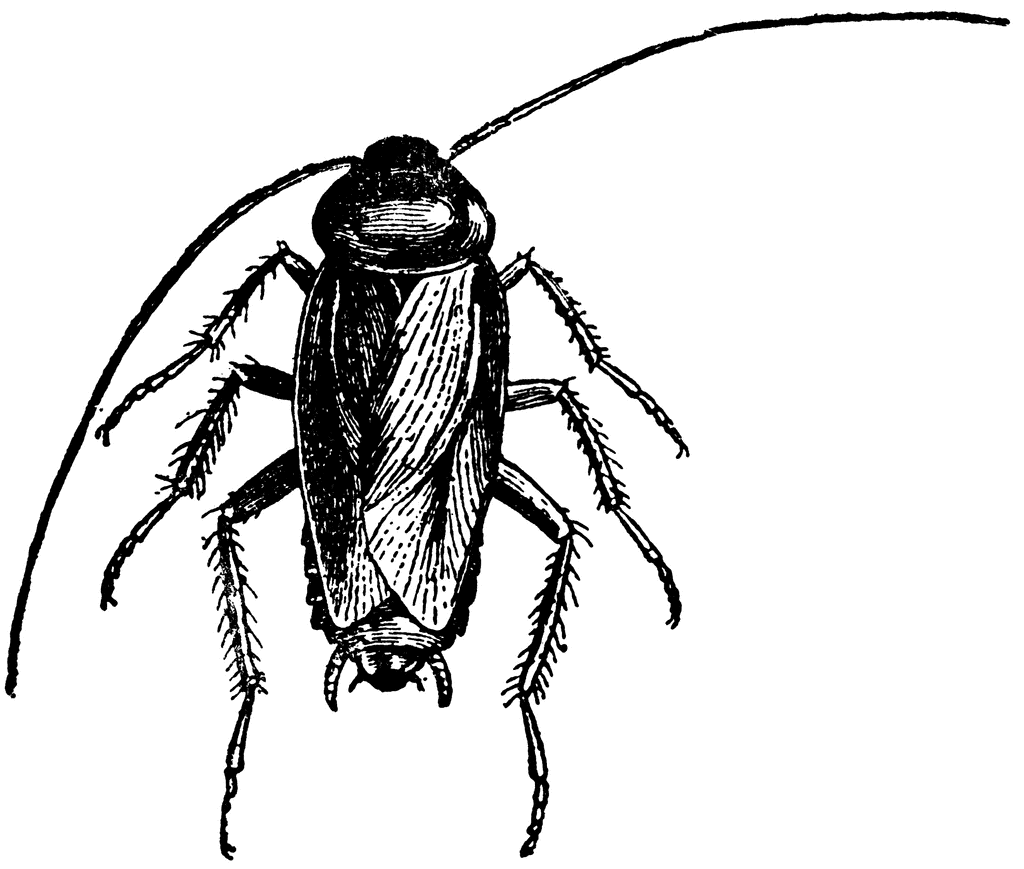 Cockroach Clipart | Clipart library - Free Clipart Images
