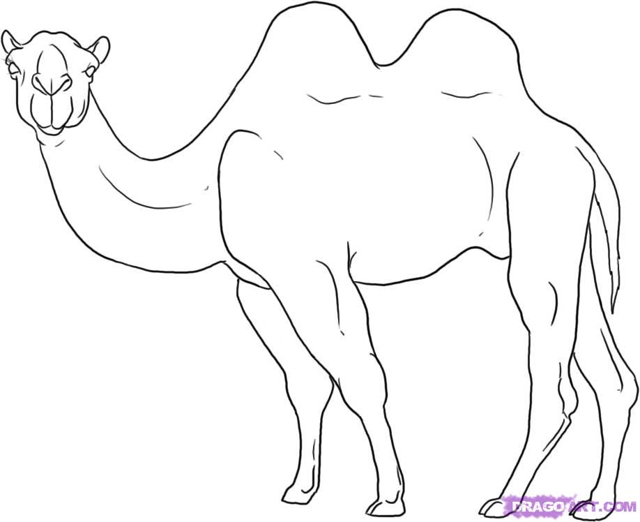 Camel Colouring Stock Illustrations – 55 Camel Colouring Stock  Illustrations, Vectors & Clipart - Dreamstime