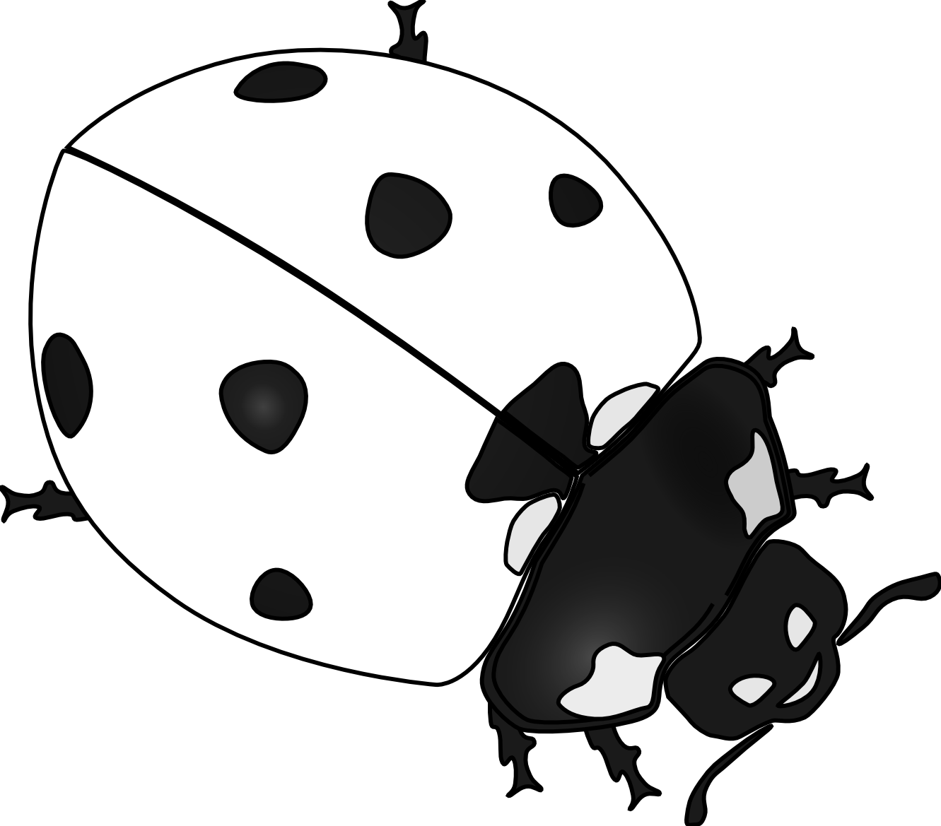 Images For  Ladybug Clip Art Black And White