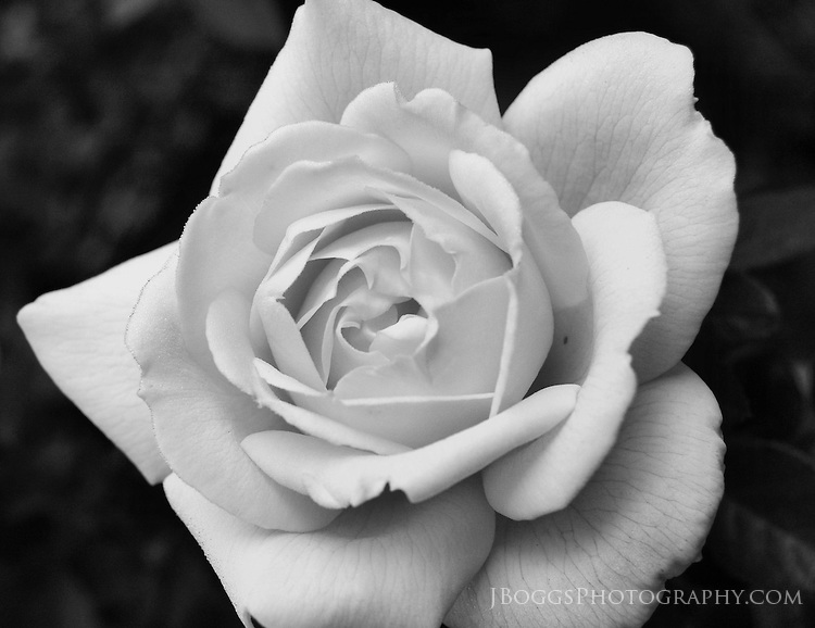 Black and White Rose | J Boggs Photography