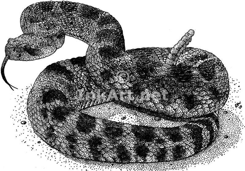 Northern Pacific Rattlesnake Stock Art Illustration