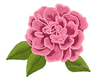 Beautiful Pink Peony Flower Illustration | Botanical Art