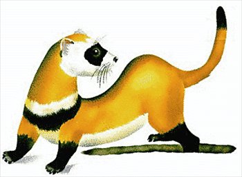 Ferret Clip Art | Clipart library - Free Clipart Images