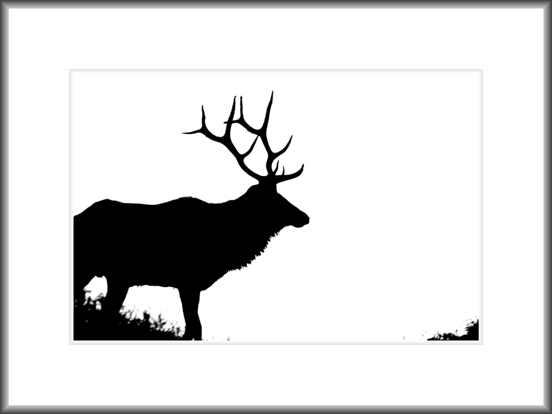 Wildlife - brBull Elk Silhouette, Rocky Mountain National Park 