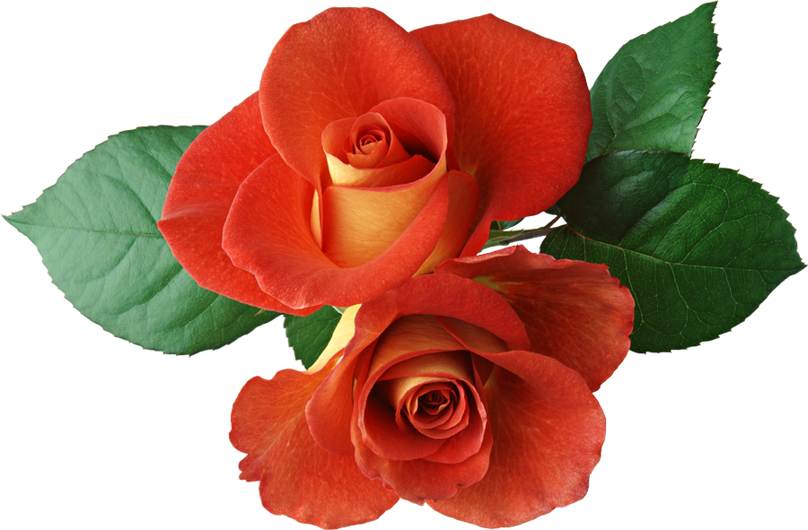 Two Roses Clipart