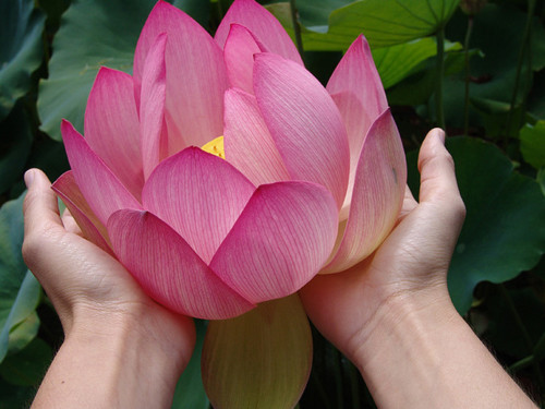 Giving A Lotus Flower Clip Art Library