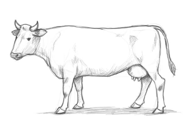 Premium AI Image  Pencil sketch cute baby cow animal drawings AI Generated