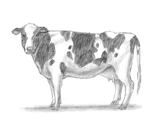 How To Draw An Easy Cow Step by Step Drawing Guide by Dawn  DragoArt