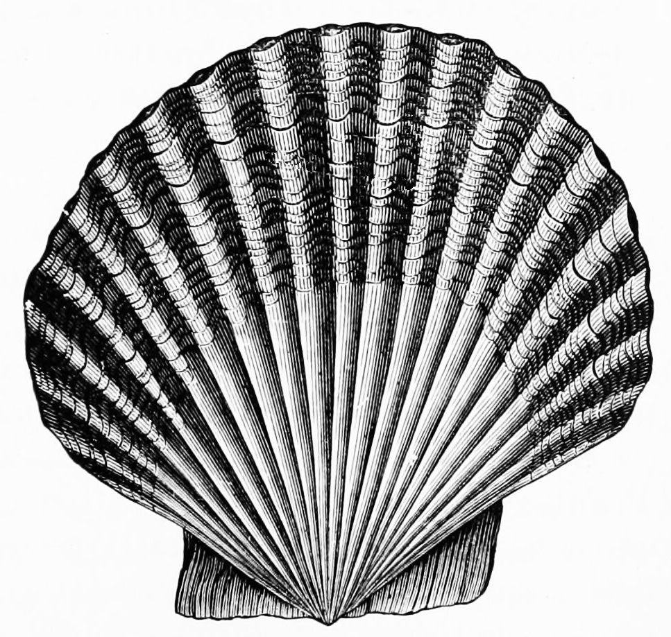 File:PSM V49 D563 Scallop shell.jpg - Wikimedia Commons