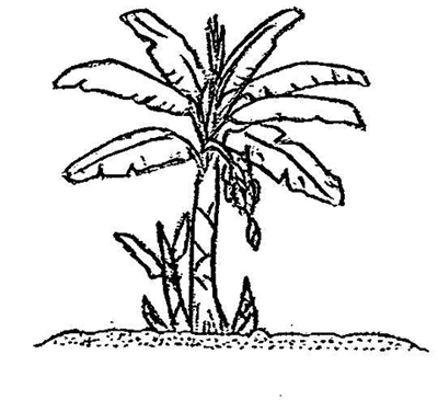 how to draw banana trees