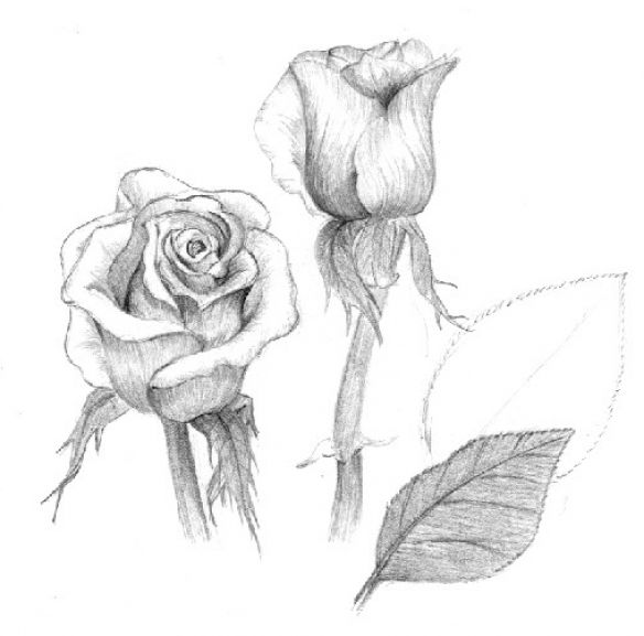 2 Roses Drawing Gallery