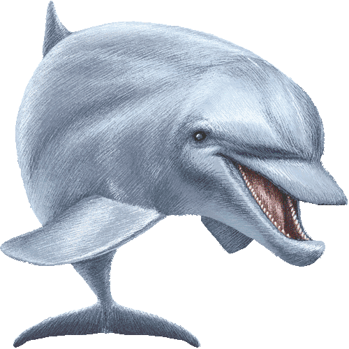 A cheerful dolphin with an open mouth, showing teeth, rendered in detailed pencil sketch style against a white background.