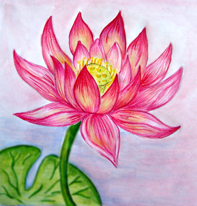 Lotus Drawing by sunilsamantara on DeviantArt