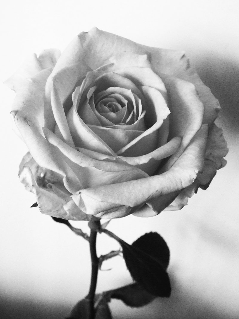 Pictures Of Roses In Black And White | Wallpapers Gallery