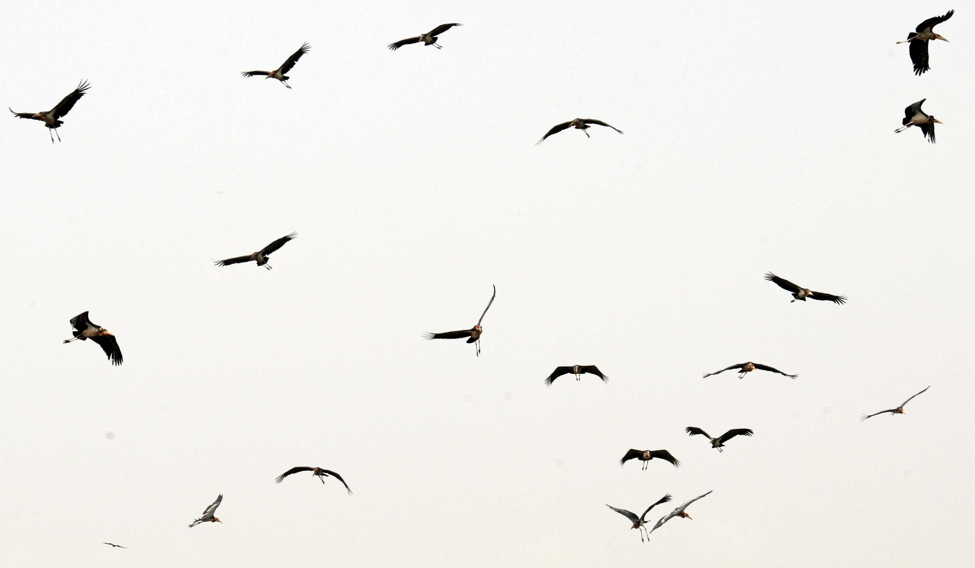 Free Birds Flying, Download Free Birds Flying png images, Free ClipArts on  Clipart Library