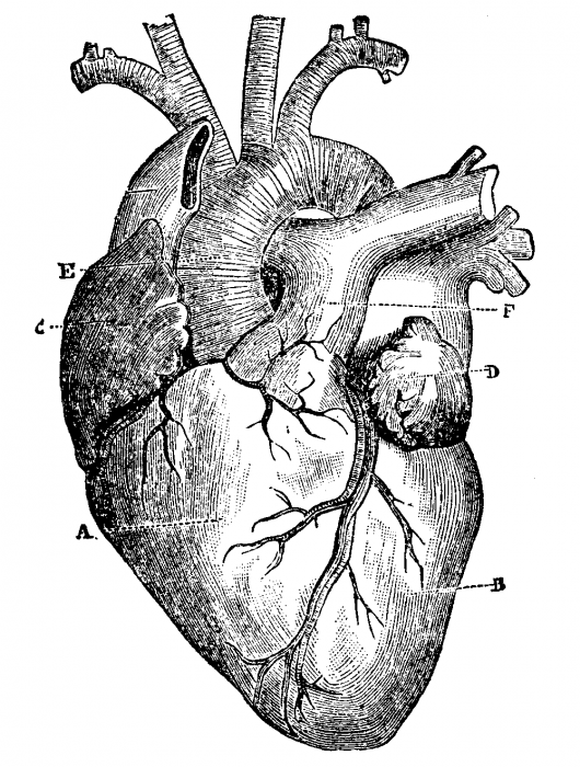Heart Black And White Anatomy Heart Black And White Anatomy