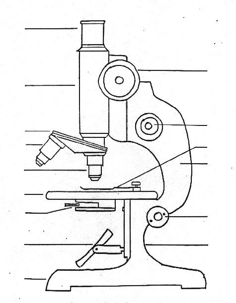 Biology : Compound Microscope Diagram for Class 8 – Meghnaunni.com