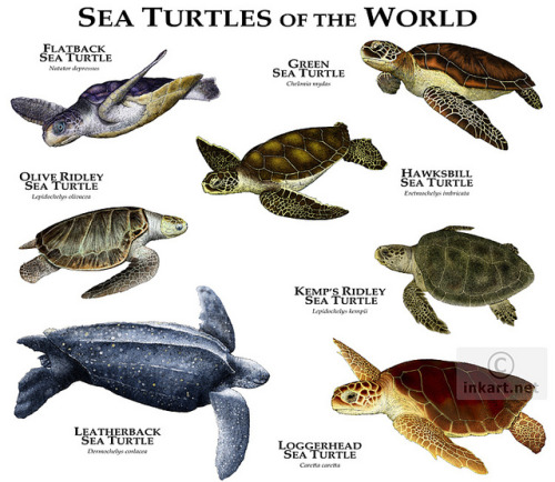 Sea Turtles of the World: Species Guide & Identification