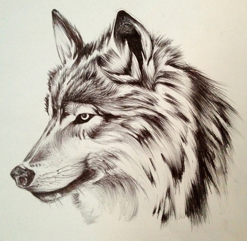 Free Wolf Drawings, Download Free Wolf Drawings png images, Free ...