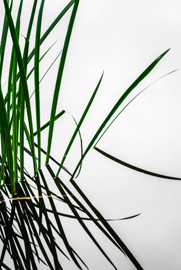 Minimalist Reed Grass in Water - Nature’s Elegant Simplicity