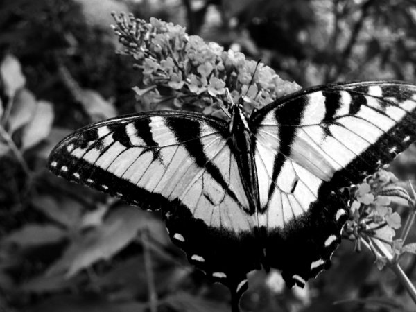 Black and White Butterfly Photo - National Geographic Kids My Shot