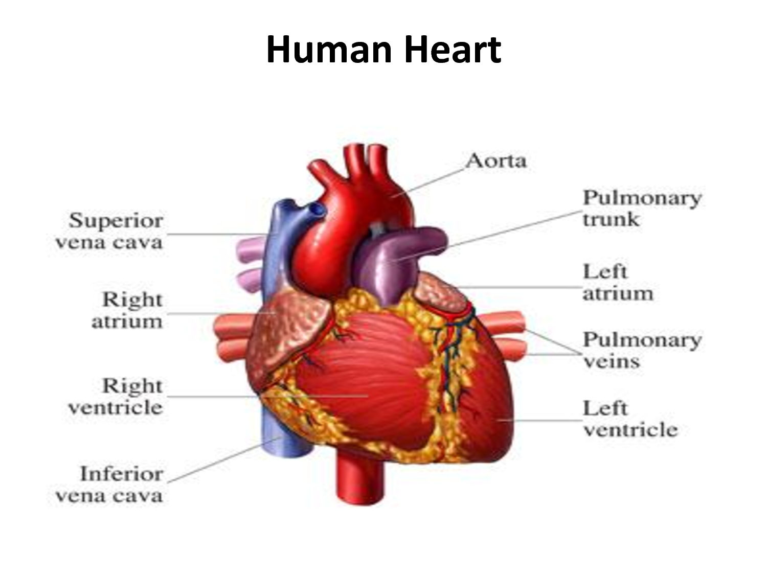 The Human Heart | Online CPR  First-Aid Certification Courses