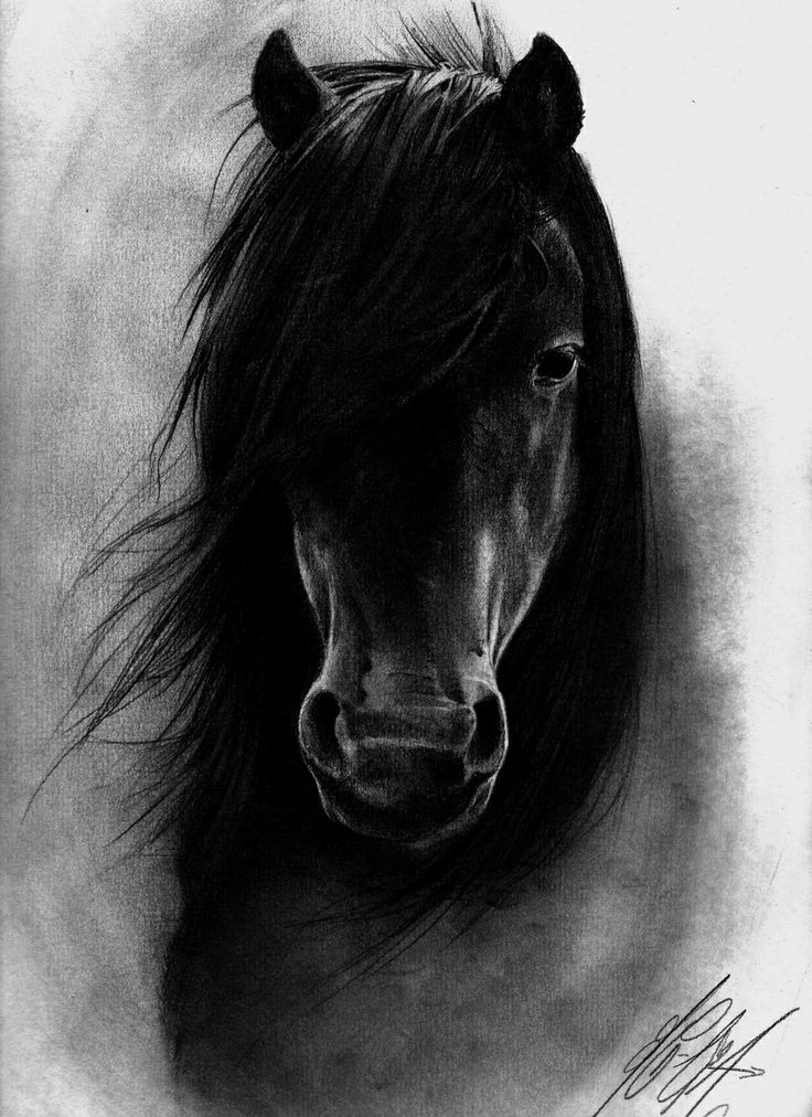 How To Draw A Horse – How To Draw Horses – Horse Drawing