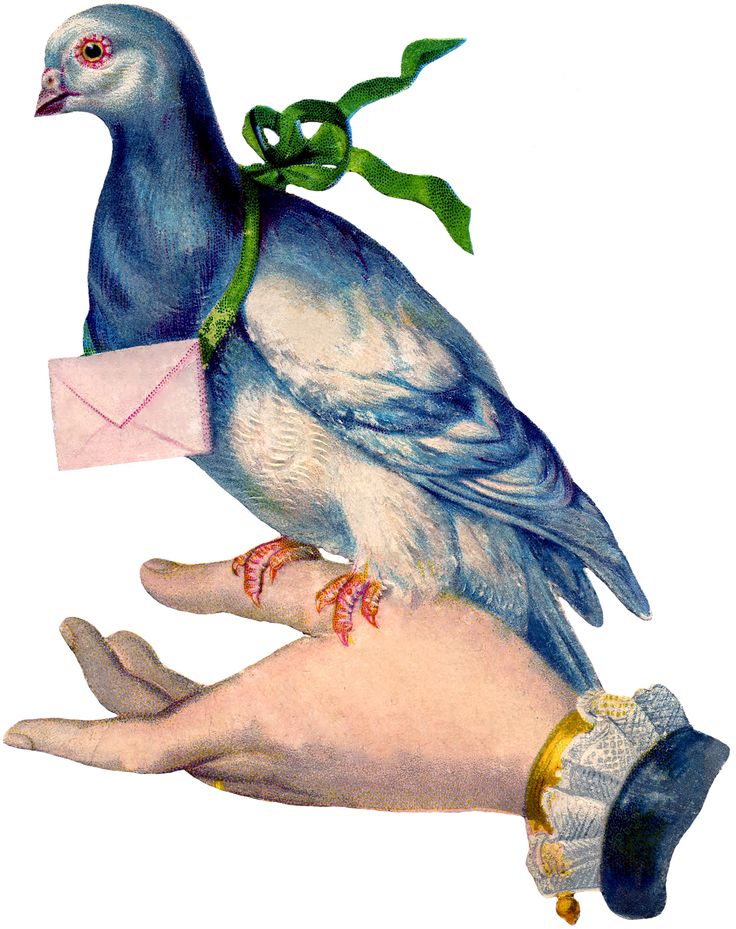 Carrier Pigeon Image with Letter