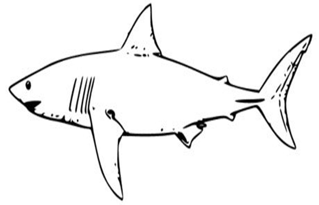 Funny White Shark Coloring Pages Realistic High Resolution 
