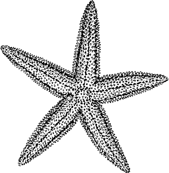 Detailed black-and-white line drawing of a five-armed starfish with textured spines and central disc.