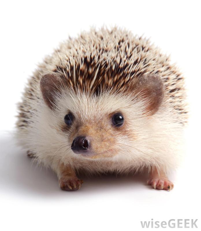 does a hedgehog look like - Clip Art Library