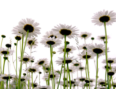 Fresh White Daisies in Bloom - Nature’s Simple Beauty