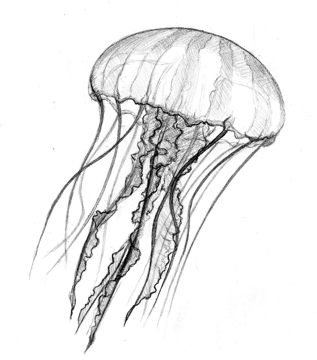 Hand Drawn Black Contour Jellyfish. Outline, Cartoon, Tattoo Design with  Dots, Spray Texture. Stock Vector - Illustration of marine, monochrome:  184443124