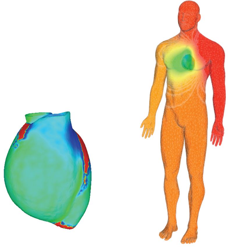 Human Heart Stress Visualization - Cardiac Pressure Mapping and Anatomical Model