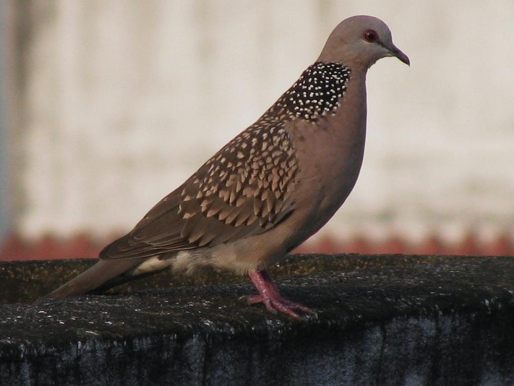 Spotted Dove (Spilopelia chinensis) - Identification, Habitat & Behavior
