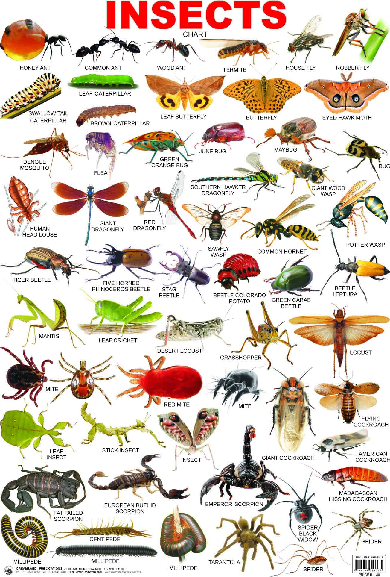 Insects Pictures With Names For Kids