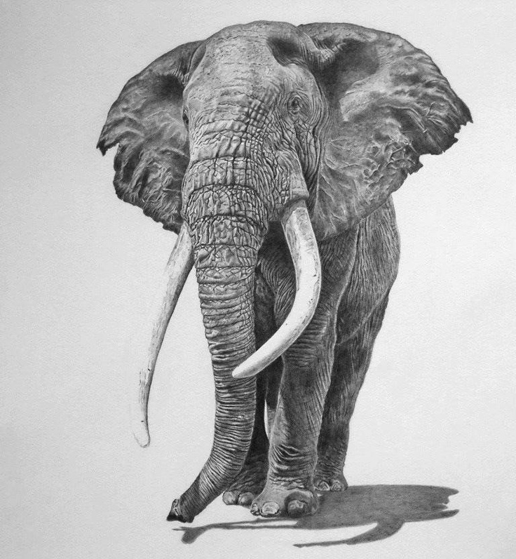 Baby elephant pencil drawing Art Print by Abel Campos | Society6