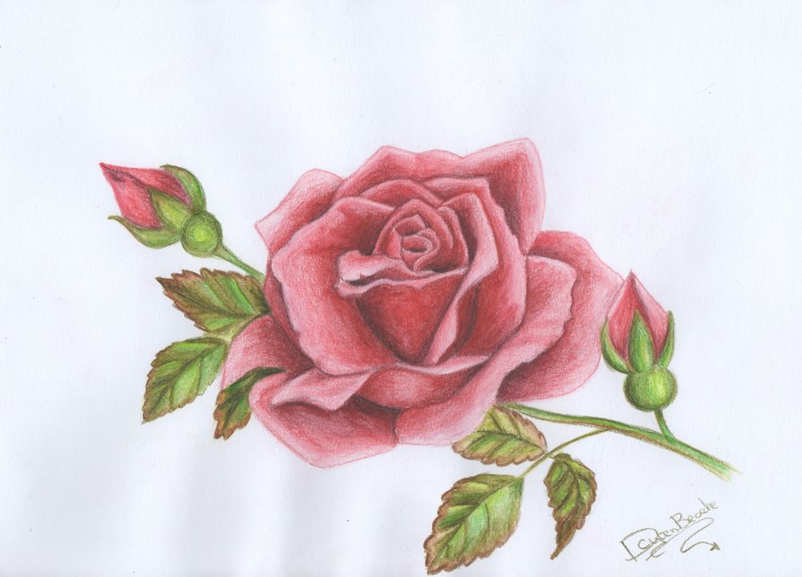 Old school (tattoo) Drawing Rose Sketch, rose, color, flower png | PNGEgg