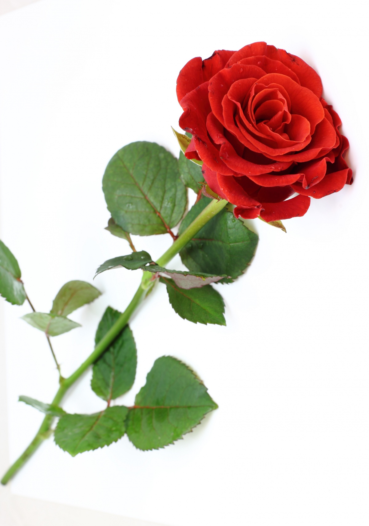 red rose - arbeen Fan Art (38512668) - Fanpop
