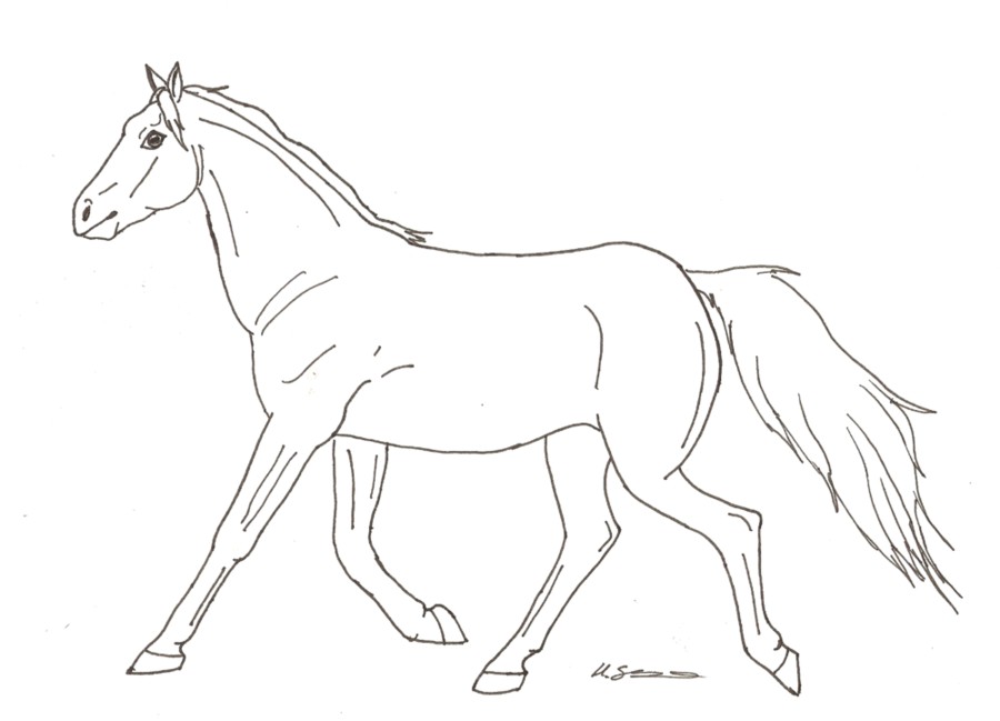 Line Drawing Cartoon Running Horse - Free Stock Images & Photos - 256954904  | StockFreeImages.com