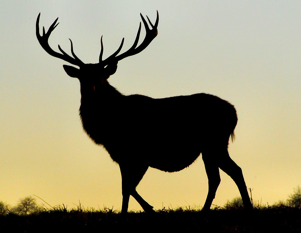 Silhouette Stag | Flickr - Photo Sharing!